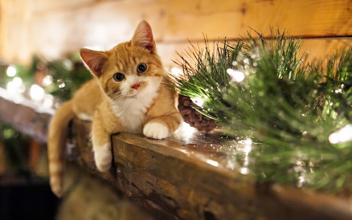 Orange kitten with Christmas lights and pine garland