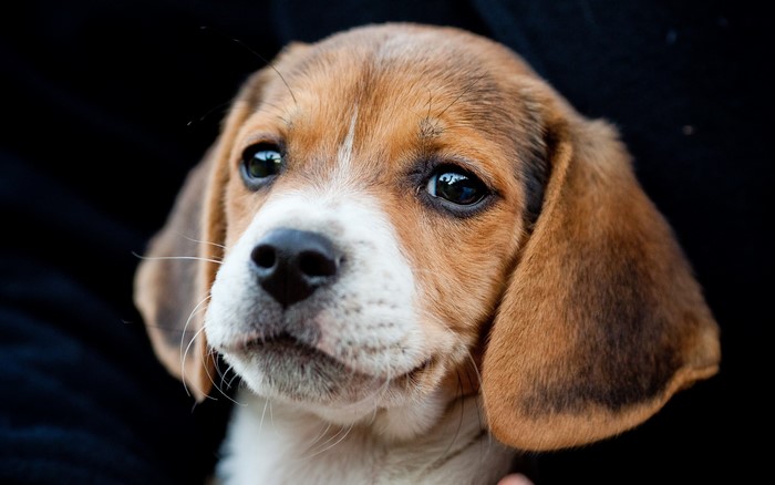 Beagle puppy looking at the camera