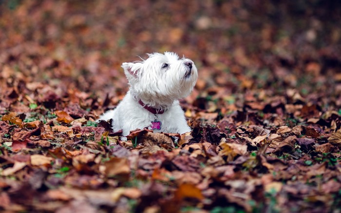 West Highland White Terrier dog in autumn foliage