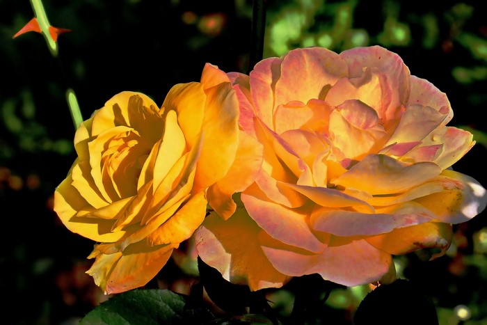 Two yellow and orange roses in sunlight