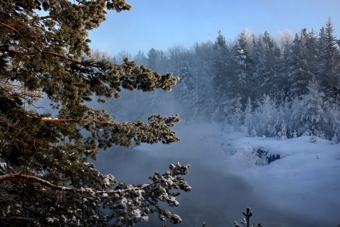 Winter forest with snow-covered trees and branches