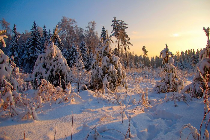 Snow-covered forest at sunrise or sunset