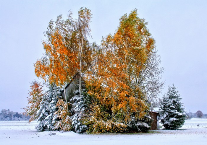 Autumn trees and evergreens covered in snow near a wooden structure