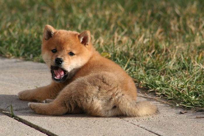 Shiba Inu puppy lying on concrete with grass background