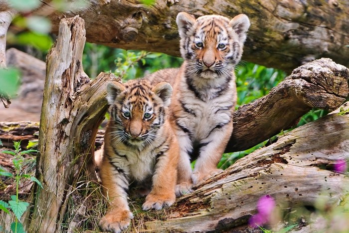 Two tiger cubs sitting on logs