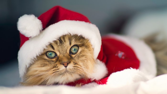 Cat wearing a Santa hat and costume
