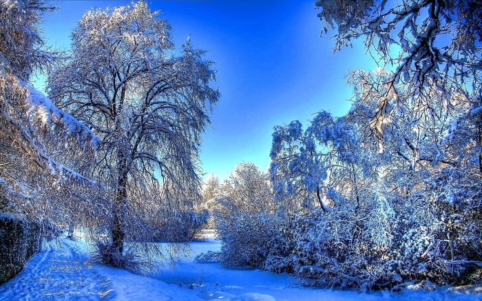 Winter scene with snow-covered trees and blue sky