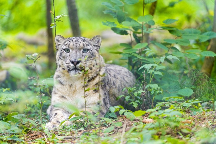 Snow leopard lying in green foliage