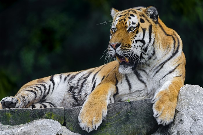 Tiger lying on rocks and wood
