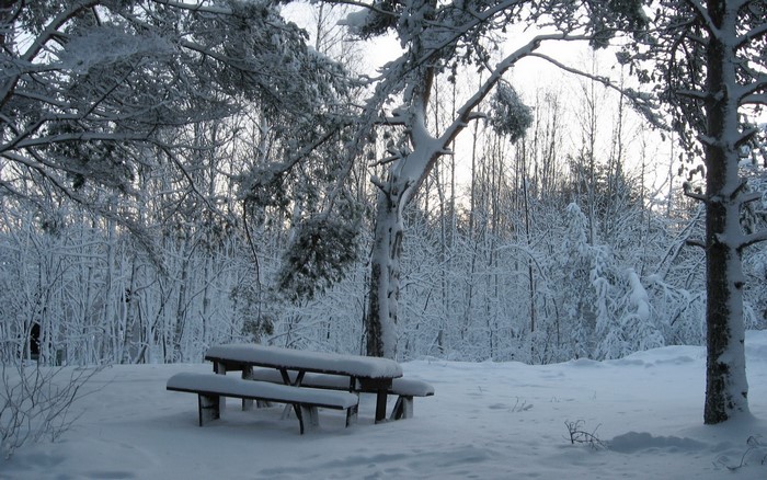 Snow-covered picnic table and trees in a winter forest