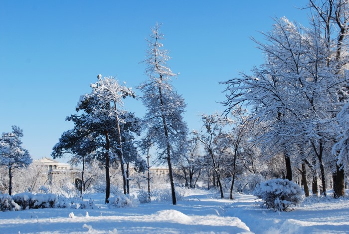 Winter park with snow-covered trees and building
