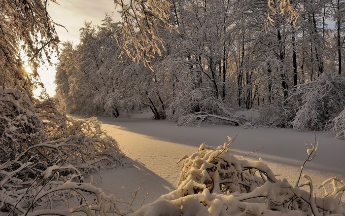 Snow-covered forest with sunlight on a frozen body of water