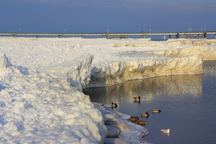 Ducks swimming in icy water near a pier in winter