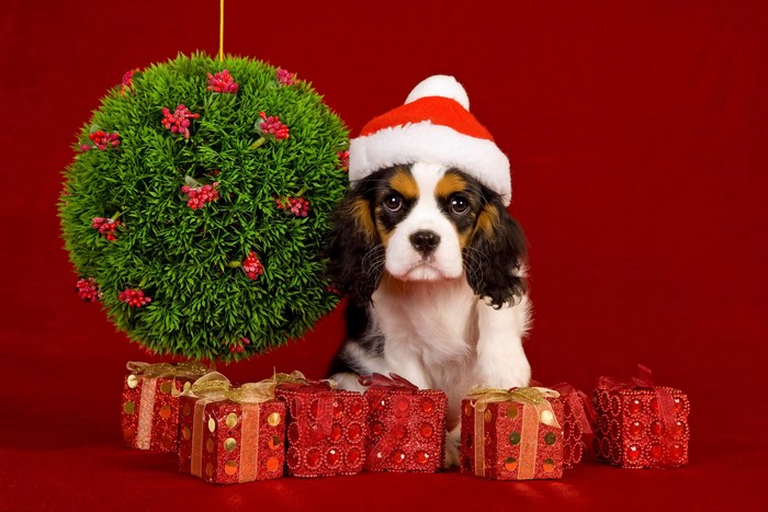 4K Christmas King Charles Spaniel with Gifts