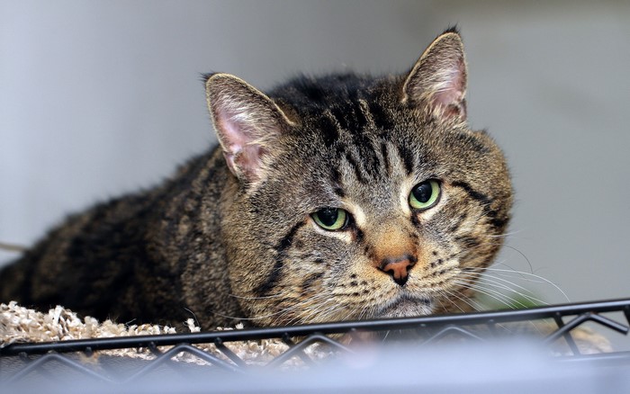 Tabby cat with green eyes looking forward