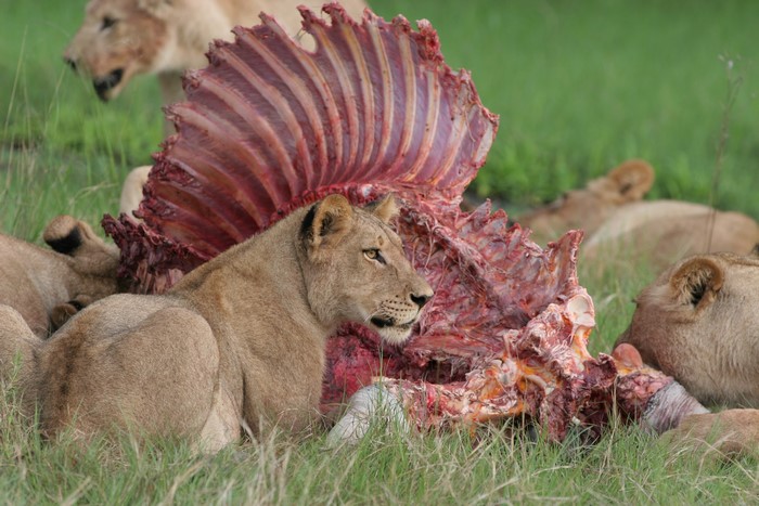Lions feeding on a carcass