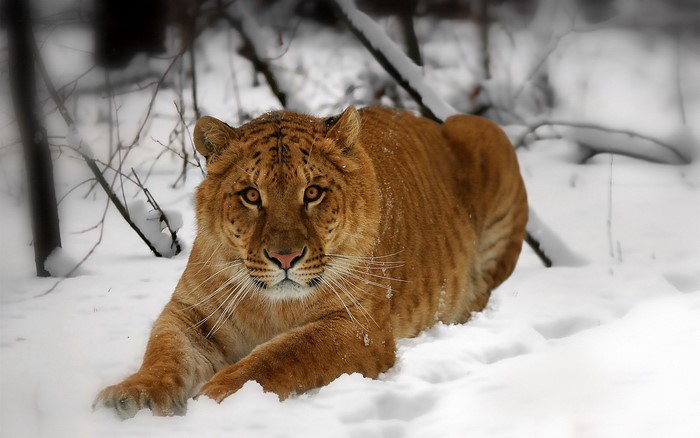 Liger lying in the snow