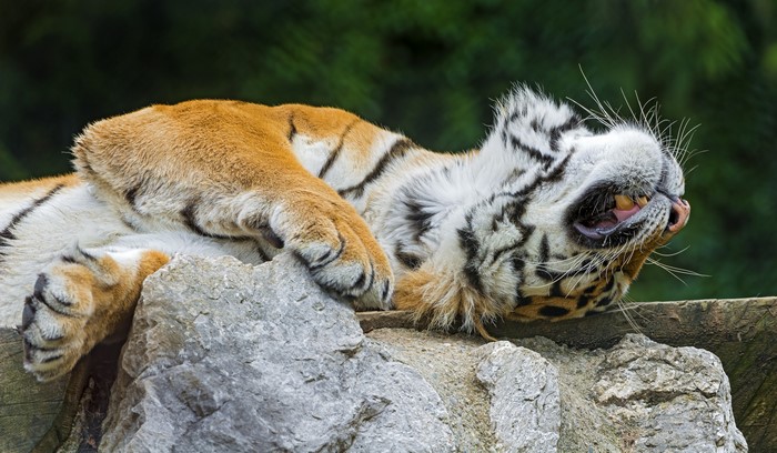 Tiger sleeping on rocks