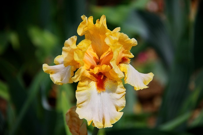 Yellow and white iris flower