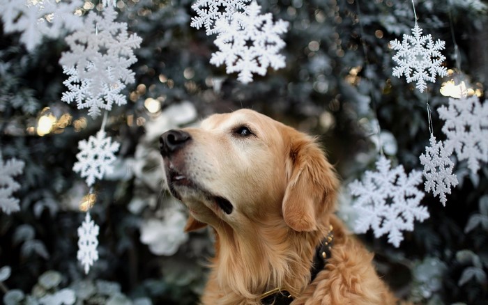 Golden Retriever dog looking up at snowflakes