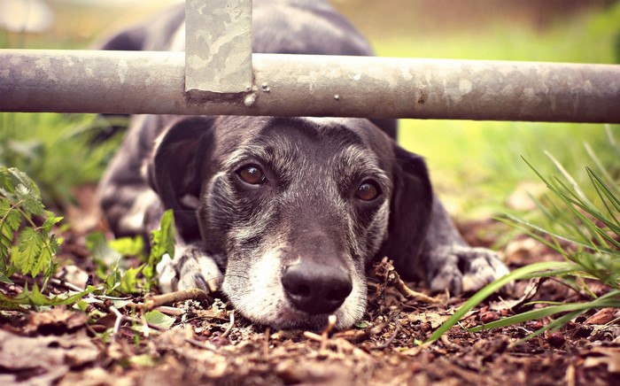 Dog lying down behind a metal bar