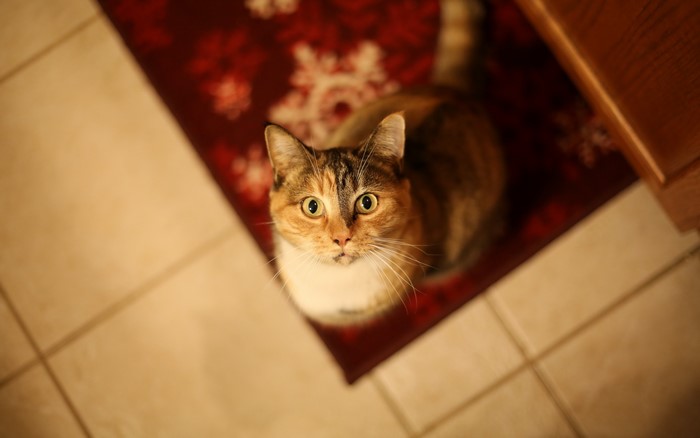 Calico cat looking up from a rug