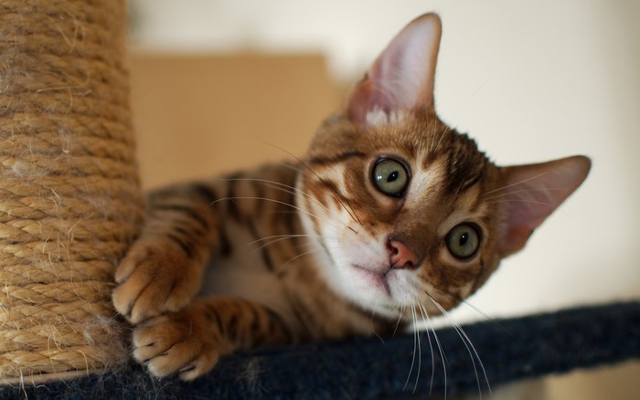 Bengal kitten on a scratching post