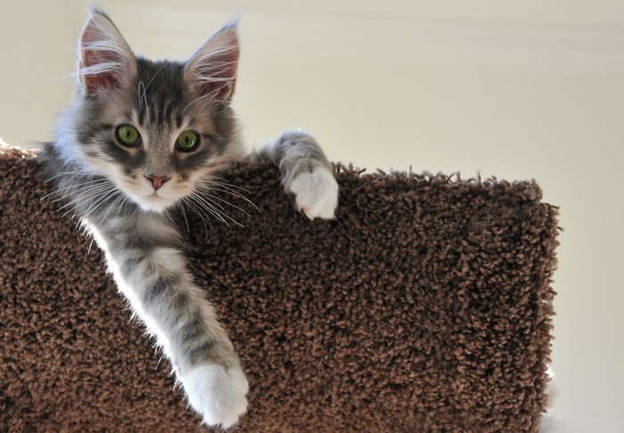 Maine Coon kitten on a scratching post