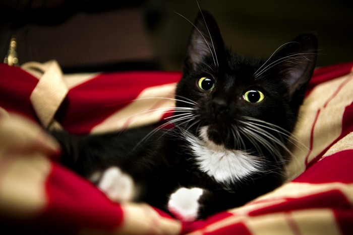 Black cat with yellow eyes on a red and white blanket