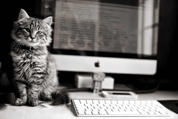 Cat sitting in front of an Apple computer