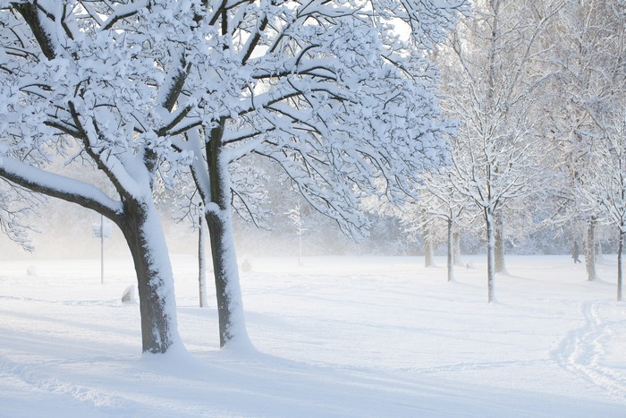 Snow covered trees in a winter park