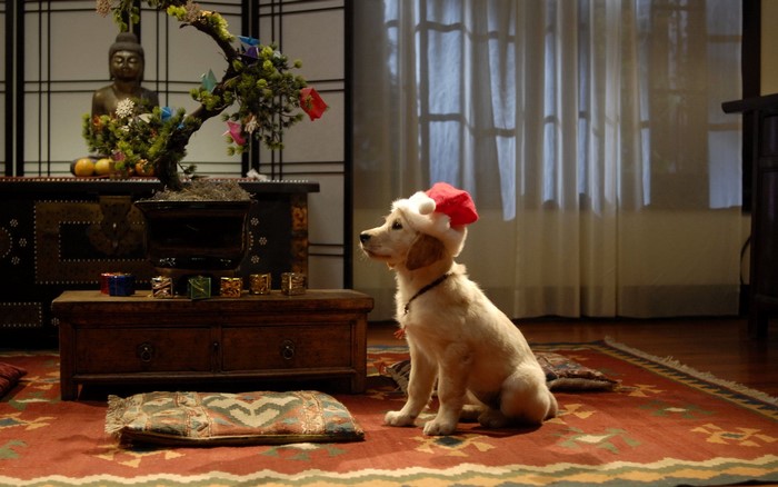 Golden Retriever puppy wearing a Santa hat