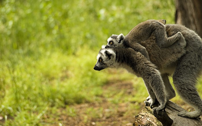 Mother and baby ring-tailed lemurs on a log