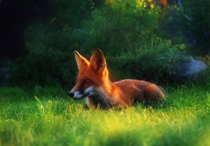 Red Fox Lying in Green Grass