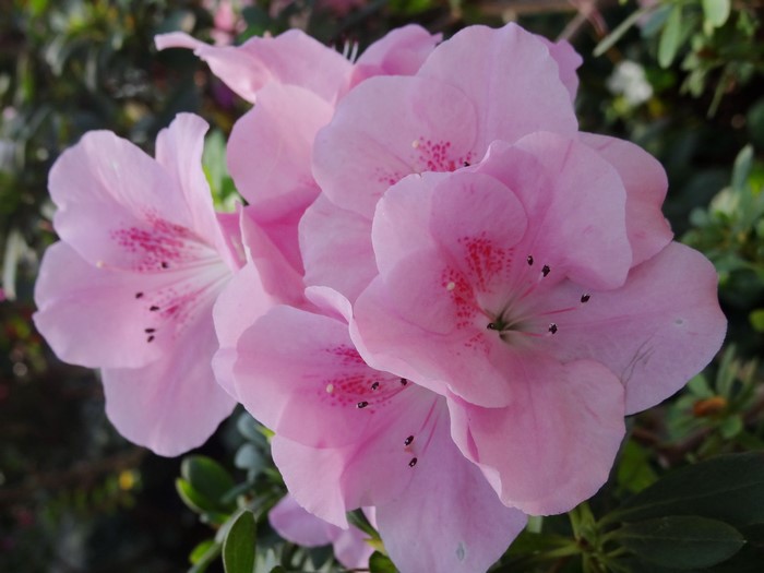 Pink Rhododendron flowers with dark green foliage