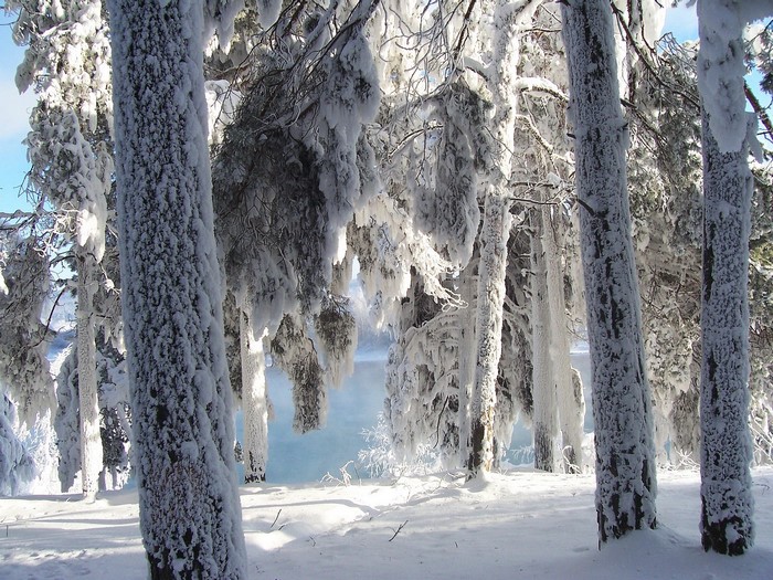 Trees covered in snow by a lake in winter