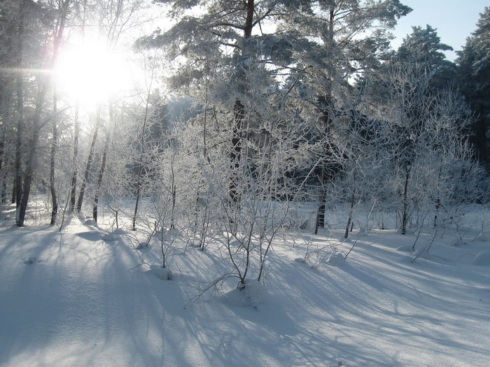 Winter forest with sun shining through frosted trees