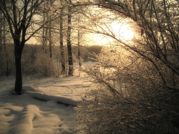 Winter forest with snow and sunlight
