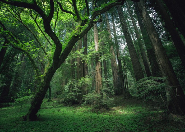 Redwood Forest with Green Ground Cover