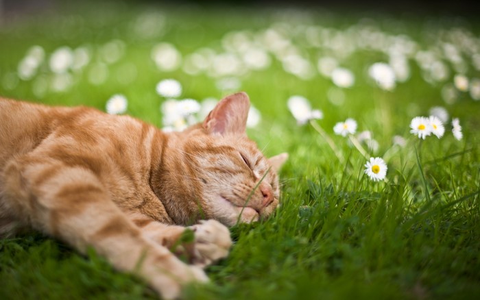 Orange tabby cat sleeping in grass with daisies