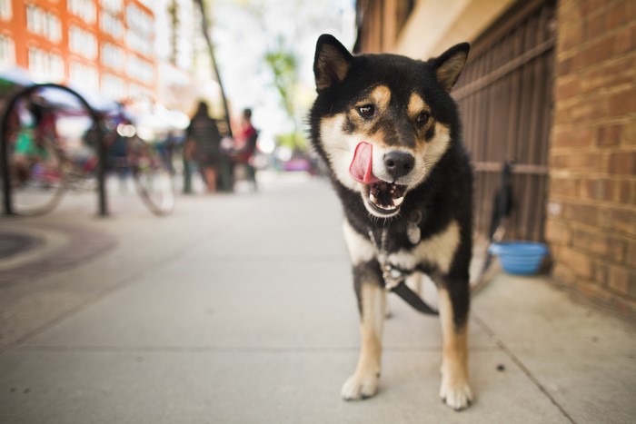 Shiba Inu dog licking its nose on a sidewalk