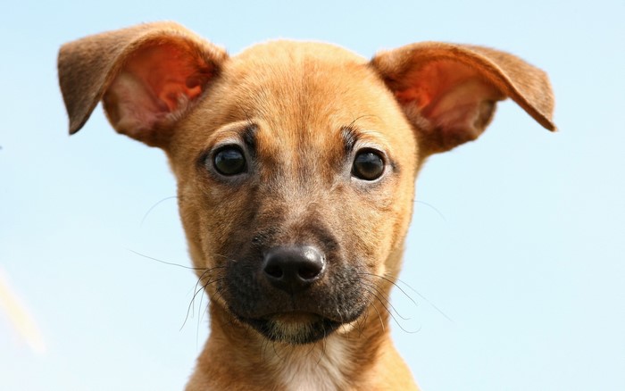 Close-up of a puppy's face