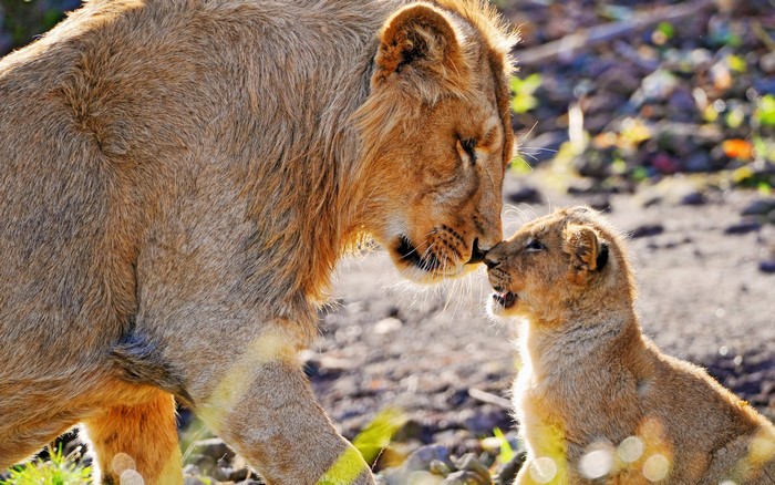 Lion and cub touching noses
