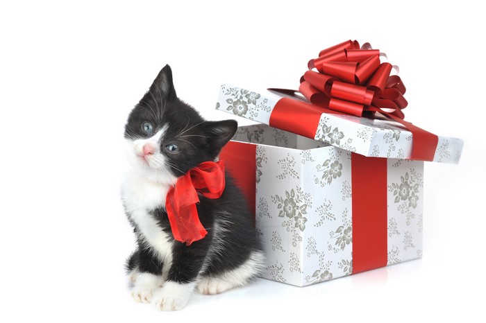 Kitten with a Red Bow and Gift Box