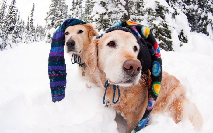 Two Golden Retrievers in the Snow Wearing Hats