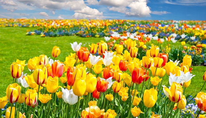Field of Many Colorful Tulips