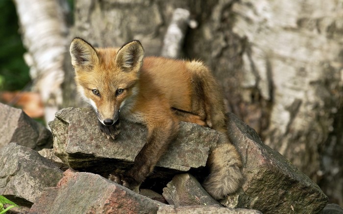 Fox cub resting on rocks