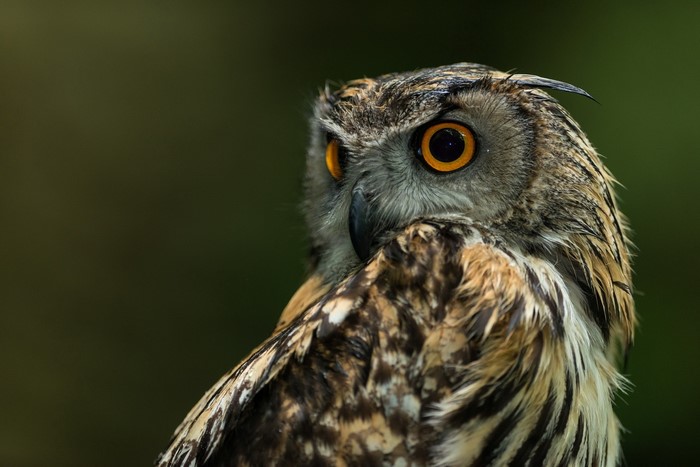 Eurasian Eagle-Owl looking to the side