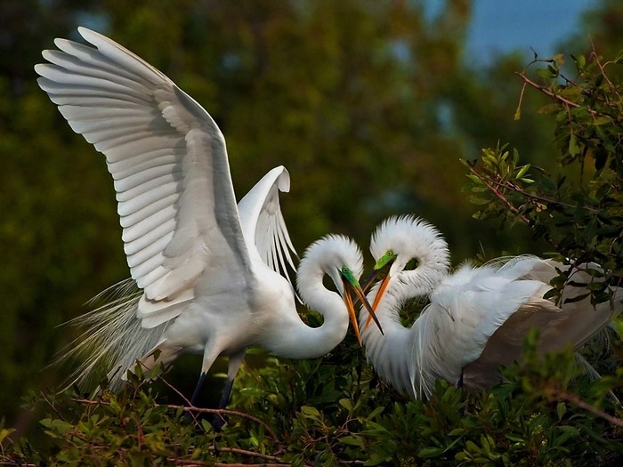 Two Great Egrets interacting in a tree