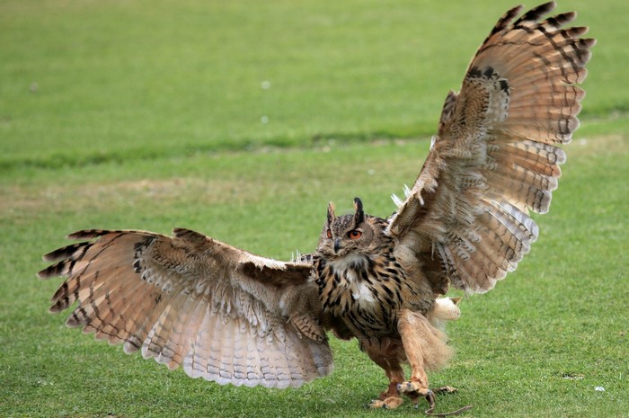 Eurasian Eagle-Owl with wings spread on grass